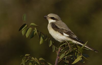 Lesser Grey Shrike