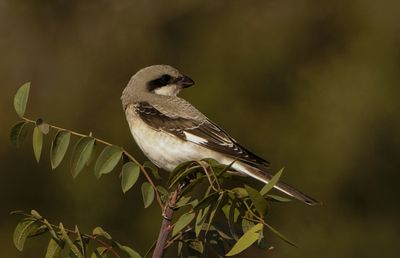 Lesser Grey Shrike חנקן שחור מצח