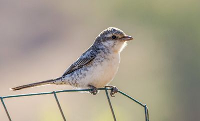 Masked Shrike