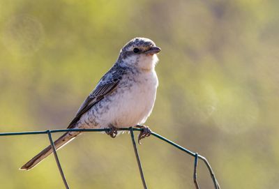 Masked Shrike