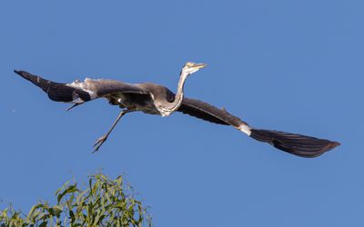 Grey Heron