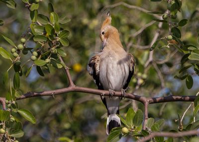 Hoopoe