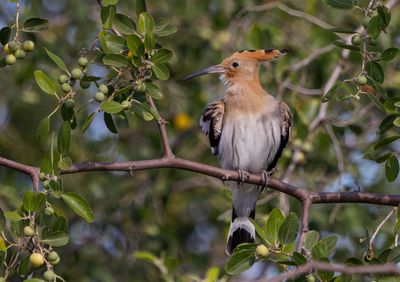 Hoopoe