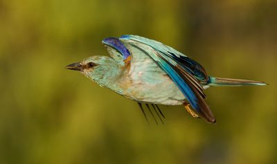Roller (European)