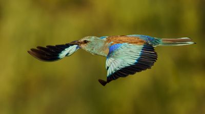 Roller (European)