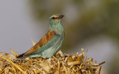 Roller (European)