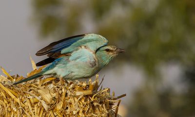 Roller (European)