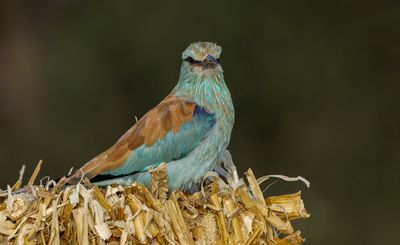 Roller (European)