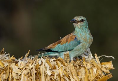 Roller (European)