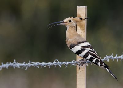 Hoopoe