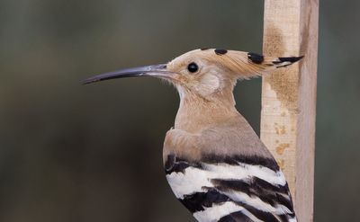 Hoopoe דוכיפת