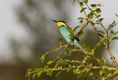 Bee Eater
