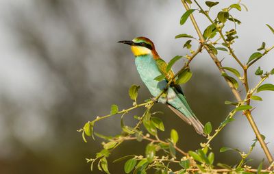 Bee Eater