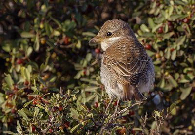 Red backed Shrike