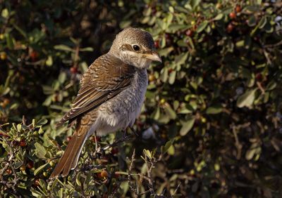 Red backed Shrike