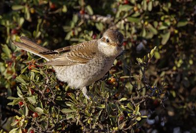 Red backed Shrike