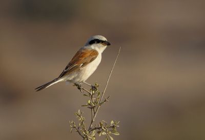 Red backed Shrike חנקן אדום גב