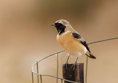 Northern Wheatear