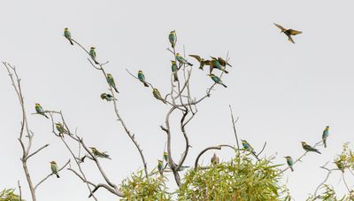Bee Eater