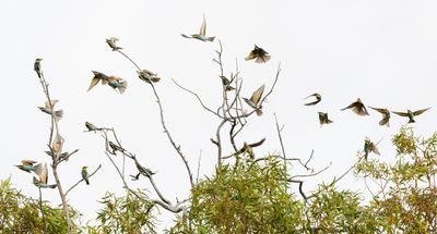 Bee Eater 23 24 שרקרק מצוי