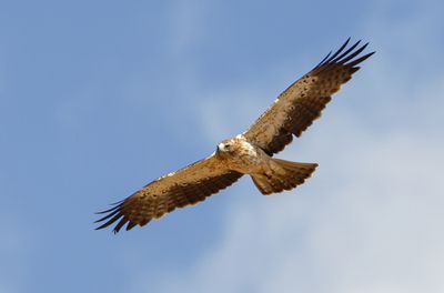Booted eagle