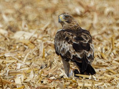Booted eagle