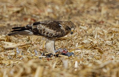 Booted eagle עיט גמדי