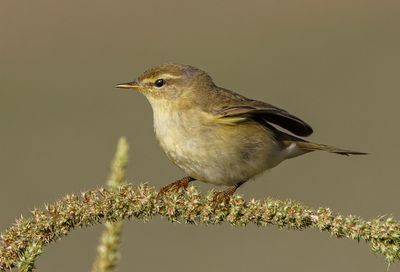 Willow Warbler 