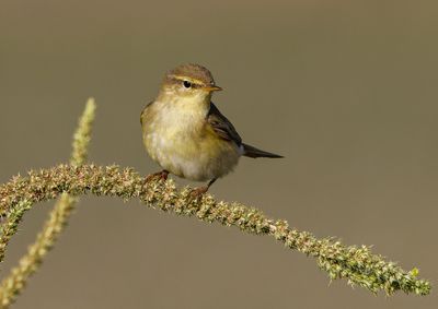 Willow Warbler 
