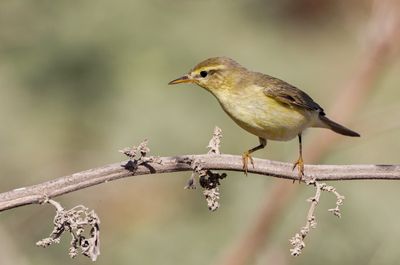 Willow Warbler עלווית אפורה