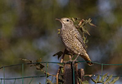 Rock Thrush  צוקית חכלילית