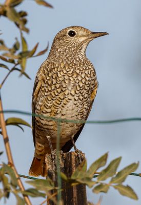 Rock Thrush-female