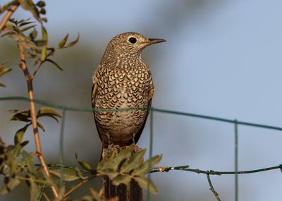 Rock Thrush צוקית חכלילית