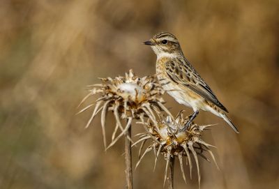 Whinchat