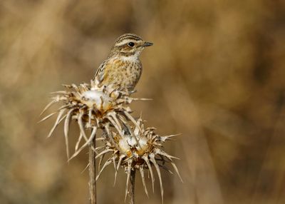 Whinchat