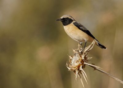 Northern Wheatear