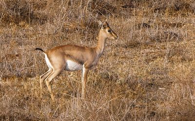 Gazella