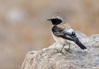 Black - eared Wheatear סלעית קיץ