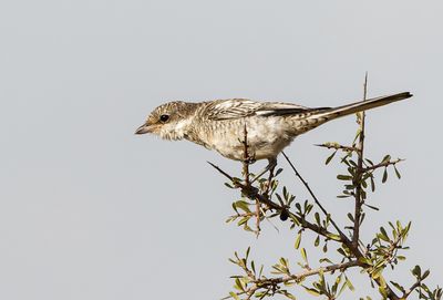 Masked Shrike