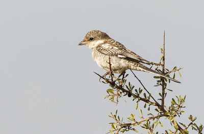Masked Shrike