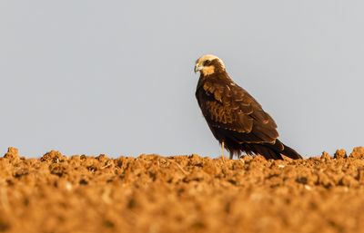 Marsh Harrier
