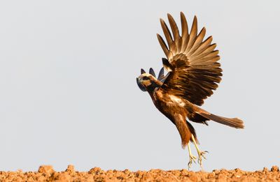 Marsh Harrier