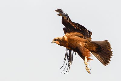 Marsh Harrier