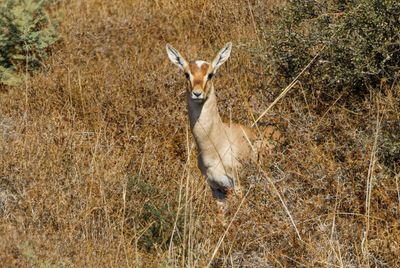 Gazella