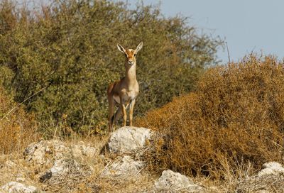 Gazella