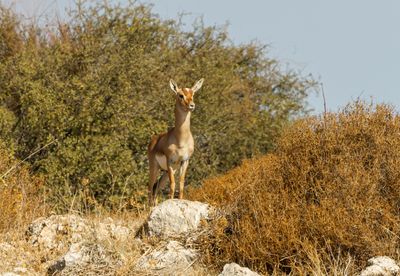 Gazella