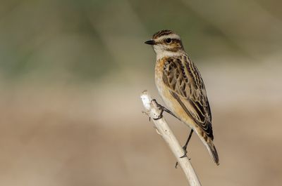 Whinchat
