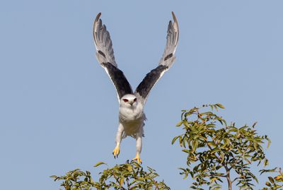 Black-winged kite