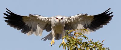 Black-winged kite