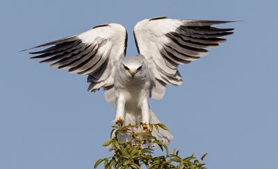 Black-winged kite